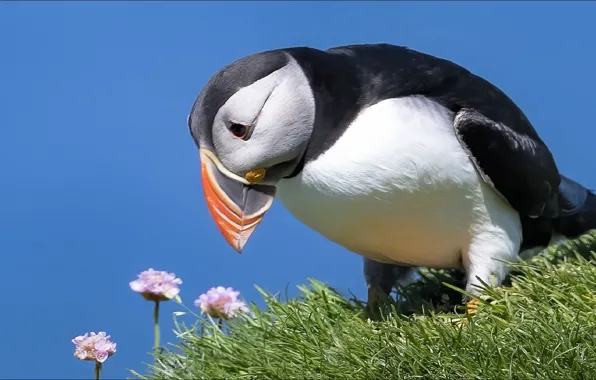 Природа, птица, удивление, тупик, animals, nature, bird