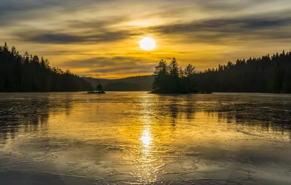 Картинка лес, ночь, озеро