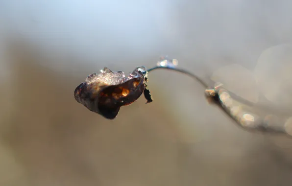 Ice, winter, cold, twig