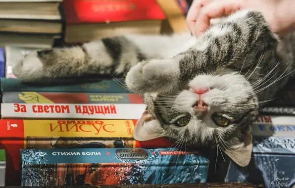 Кошка, взгляд, книги, лапки, мордочка, котейка, Ульяна Мизинова