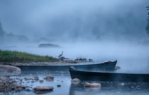 Картинка пейзаж, природа, туман, река, рассвет, птица, утро, цапля