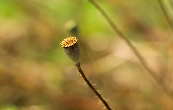 Plant, dry, poppy seed