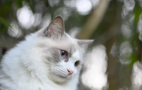 Кот, фон, боке, Fleur Walton