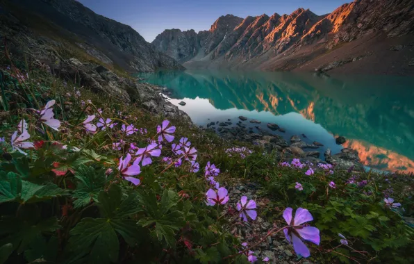 Картинка небо, цветы, горы, озеро, отражение, скалы