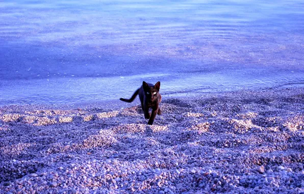 Море, кошка, пляж