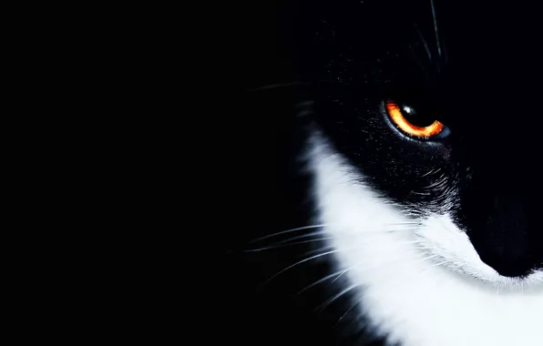 Кошка, кот, глаз, фон, чёрный, минимализм