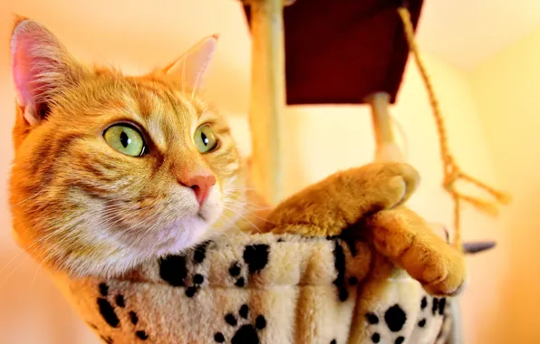 Кот, Рыжий, Портрет, Отдых, Животное