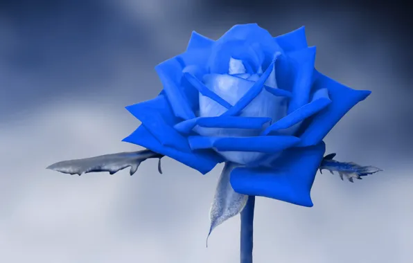 Фон, роза, голубая
