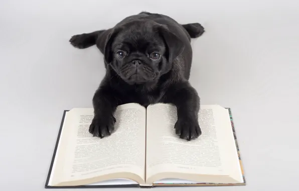 Картинка фон, собака, книга