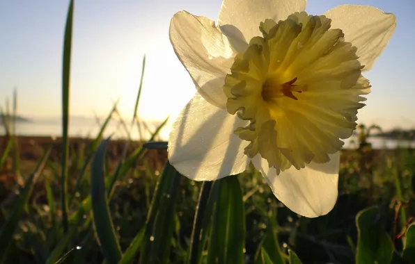 Картинка жёлтый, Цветок, flower