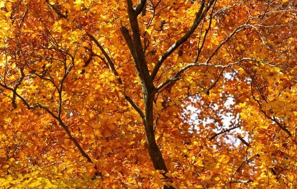 Листья, дерево, ветви, рыжие, осенние, кусочек неба