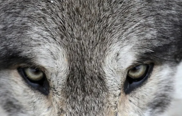 Картинка eyes, the wolf, eyes of the wolf