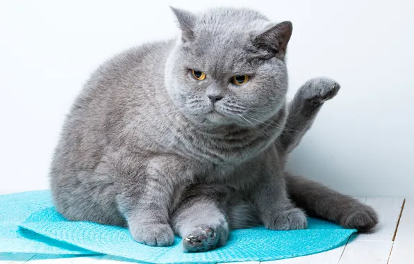 Кошка, кот, взгляд, поза, серый, фон, лапы, коврик