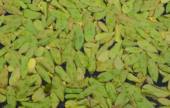 Water, leaves, drops