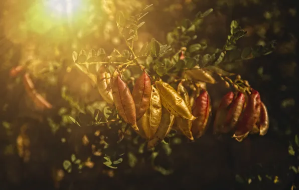 Light, nature, yellow, leaves, Kide FotoArt