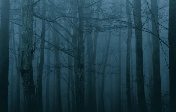 Картинка лес, деревья, ночь, природа, туман, сумерки
