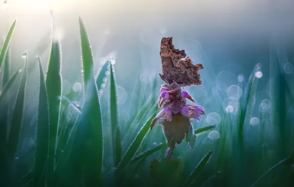 Картинка цветок, трава, природа, бабочка, боке, Roberto Aldrovandi