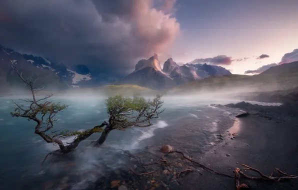 Картинка горы, озеро, дерево, Чили, Chile, Patagonia, Патагония, Lake Pehoe