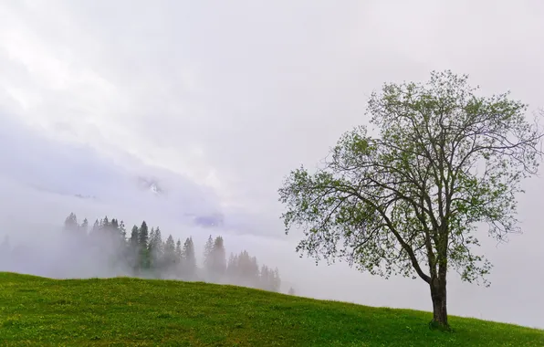 Картинка лето, пейзаж, горы, туман, дерево