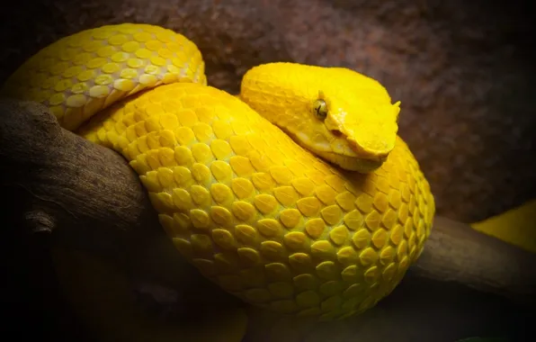 Змея, смотрит, желтая