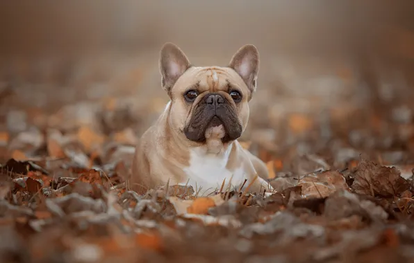 Картинка осень, взгляд, листва, портрет, собака, мордашка, боке, Французский бульдог