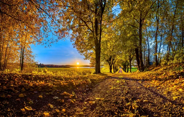 Картинка дорога, осень, листья, деревья, закат, Солнце