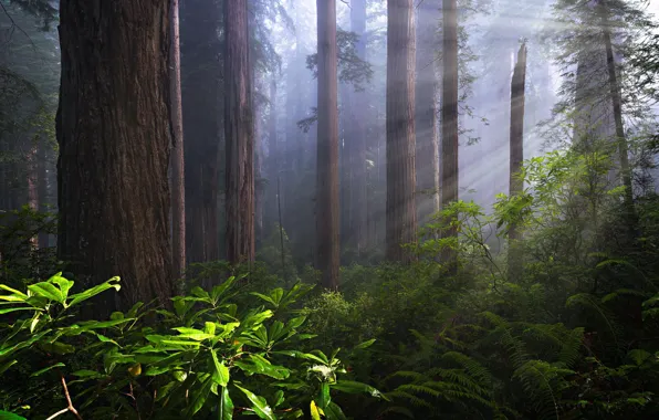 California, forest, usa, redwoods