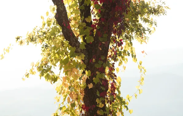 Tree, sunny, vine