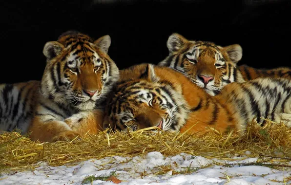 Картинка отдых, сено, тигры, трио, тигрята