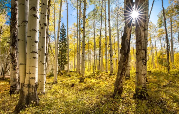 Картинка лес, солнце, деревья, берёзы, Лучик