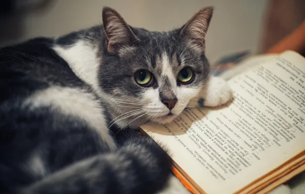 Кошка, кот, взгляд, поза, хвост, лежит, книга, мордашка