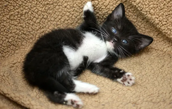 Картинка кошка, поза, котенок, черный, лежит, смешной, мягкое местечко