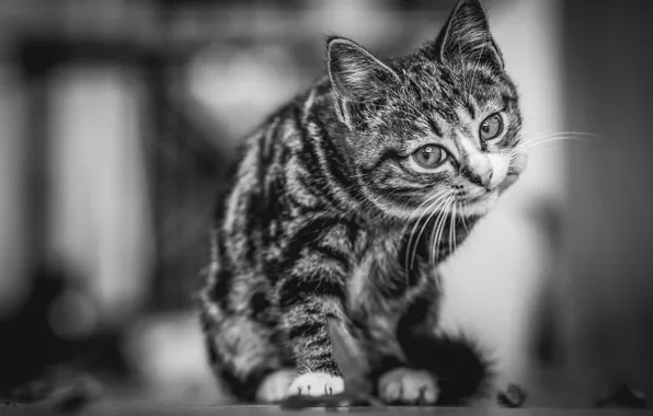 Картинка кошка, кот, котёнок, чёрно - белое фото
