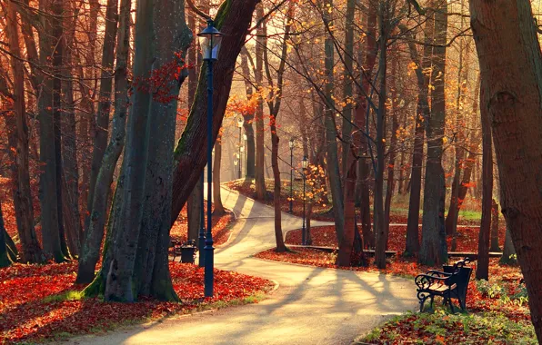 Картинка осень, лес, листья, деревья, скамейка, природа, парк, вид