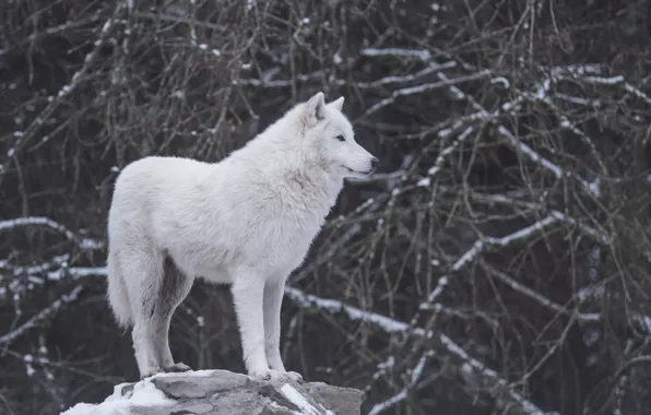 Картинка nature, predator, animal, wolf, wildlife, portrait, portrait., Canis lupus. face