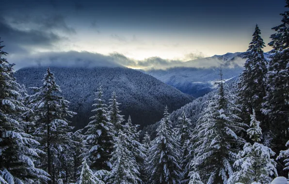 Зима, лес, облака, снег, горы, природа, панорама, Olympic National Park