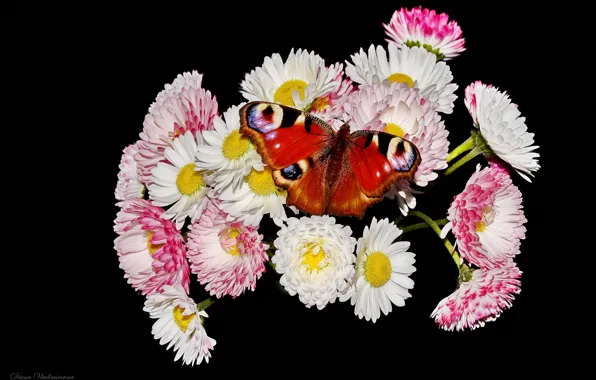 Макро, цветы, бабочка, маргаритки
