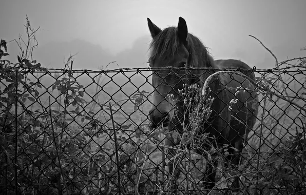 Природа, конь, забор