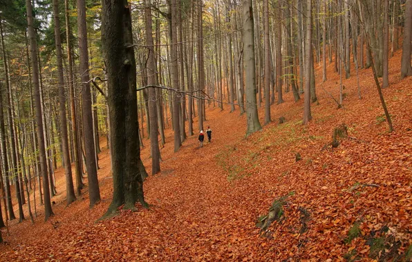 Картинка осень, лес, прогулка