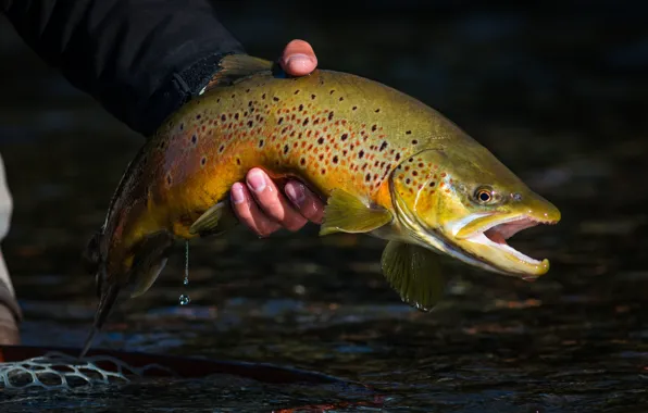 Fish, catch, hand, fish, sport fishing