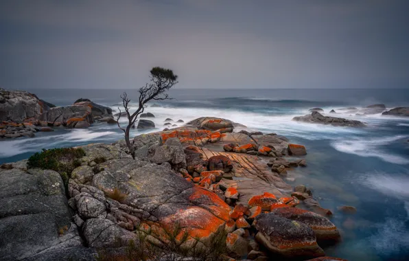 Картинка море, дерево, берег, Tasmania, Binalong Bay