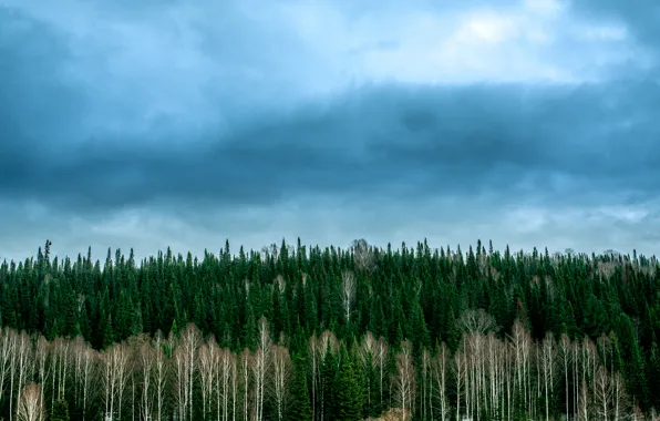 Картинка лес, небо, природа