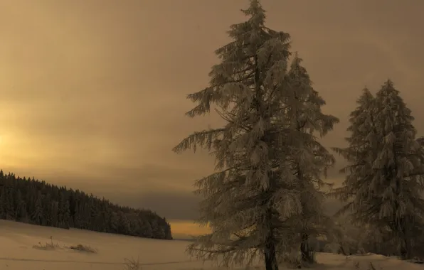 Лес, снег, горы, вечер, Чехия, Богемия, narodni park Šumava, okolí Borových Lad