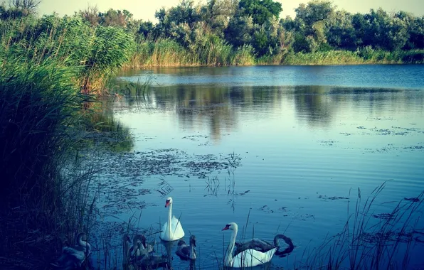 Картинка природа, озеро, лебеди
