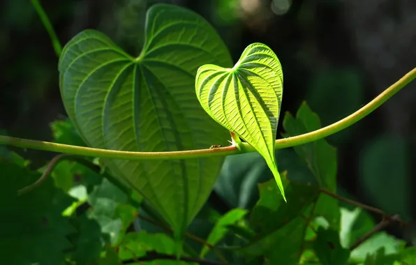 Природа, лист, сердце, растение