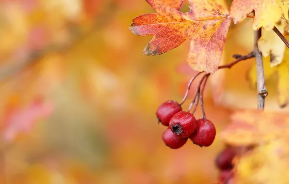 Осень, Hawthorn berries, Плоды боярышника