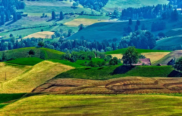 Картинка крыша, поле, трава, деревья, холмы, дома