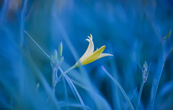 Картинка цветок, трава, фото, лилия