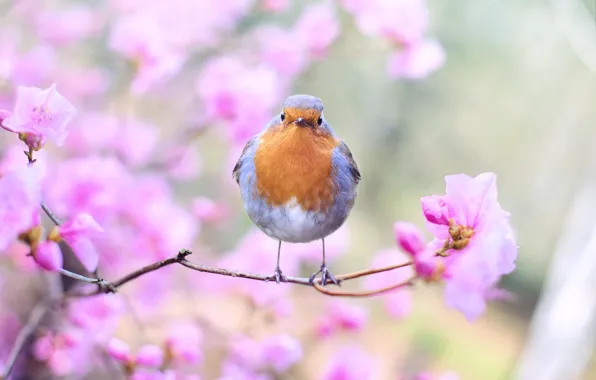 Цветы, позитив, весна, flowers, spring, positive, мухоловка, зарянка