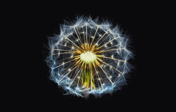 Black background, dandelion, close up